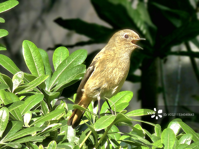 北红尾鸲：是雀形目鸫亚科红尾鸲属的一种鸟类。北红尾鸲体长13—15厘米。雄鸟头顶至背石板灰色。图片素材