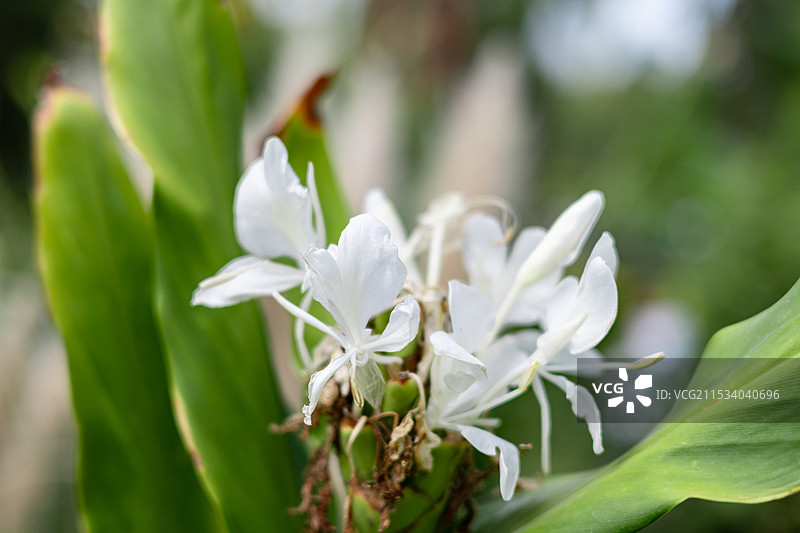 植物园一朵盛开的白色姜花特写镜头图片素材