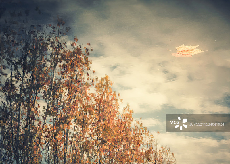 水面梧桐梦幻倒影图片素材