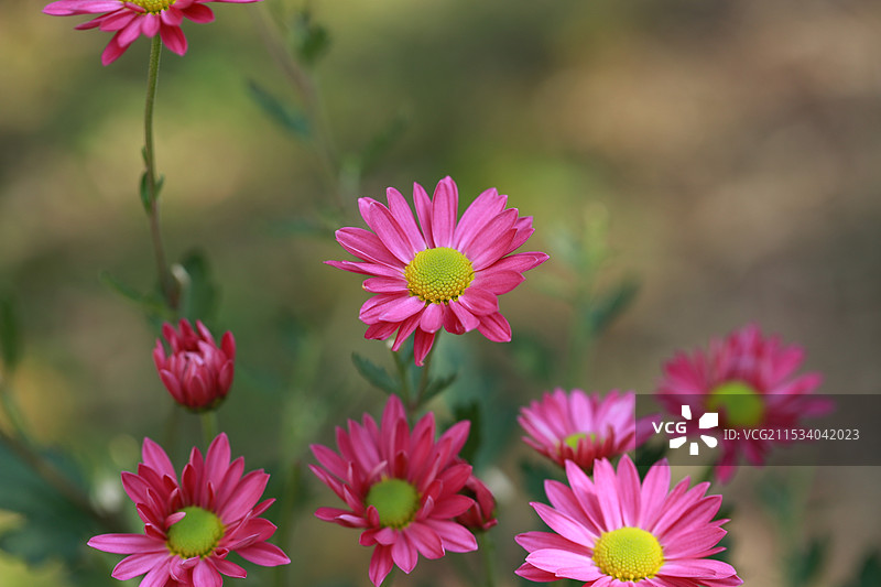户外盛开的玫粉色小菊-纯心图片素材