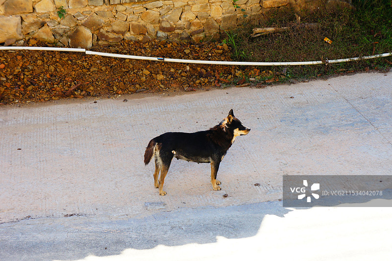 乡村-狗图片素材