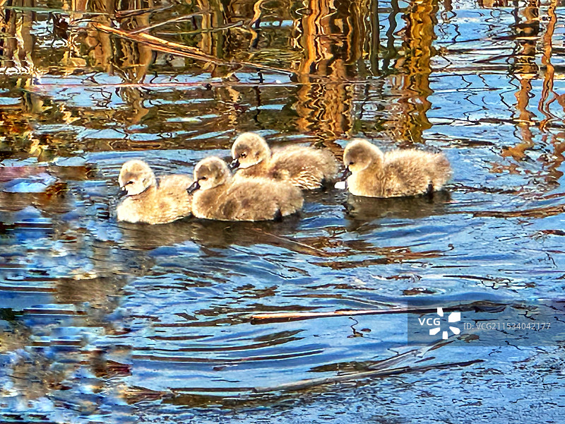 小天鹅图片素材