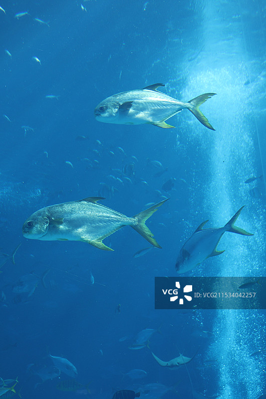 海南三亚亚特兰提斯海底世界各种鱼和光丁达尔效应吞拿鱼图片素材