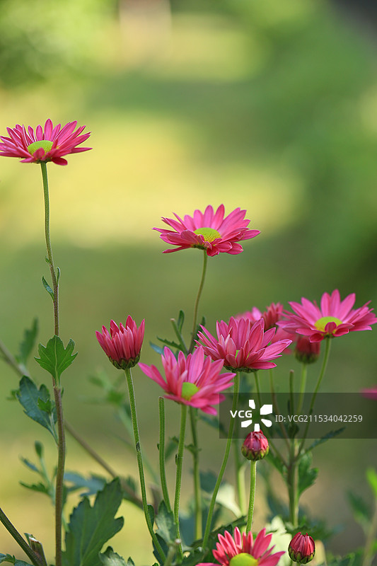 户外盛开的玫粉色小菊-纯心图片素材