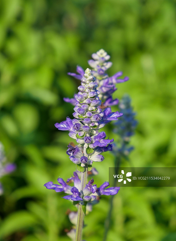 蓝花鼠尾草图片素材