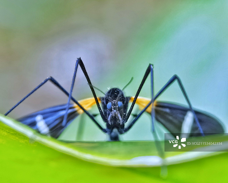 姬蜂头部特写图片素材