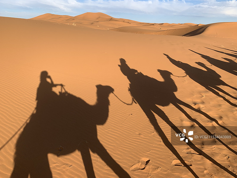夕阳下的沙漠骆驼图片素材