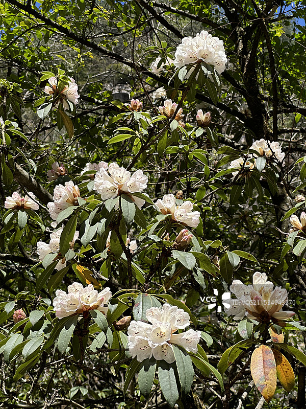 高山杜鹃图片素材