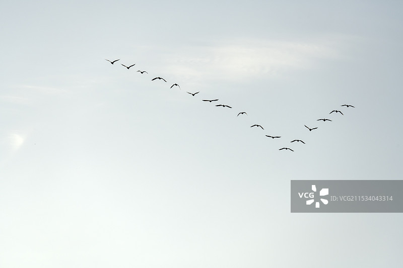 天空飞鸟群大雁鸬鹚野生鸟类候鸟迁徒动物自然风光图片素材