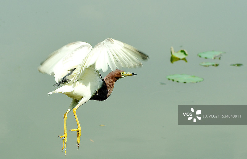池鹭掠过荷塘图片素材