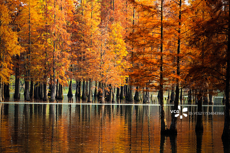 成都白鹭湾湿地公园水杉彩林图片素材