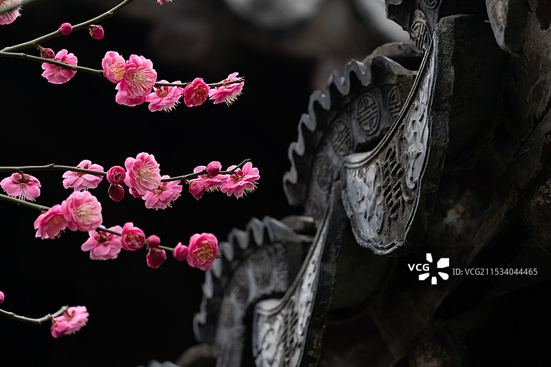 可园梅花图片素材