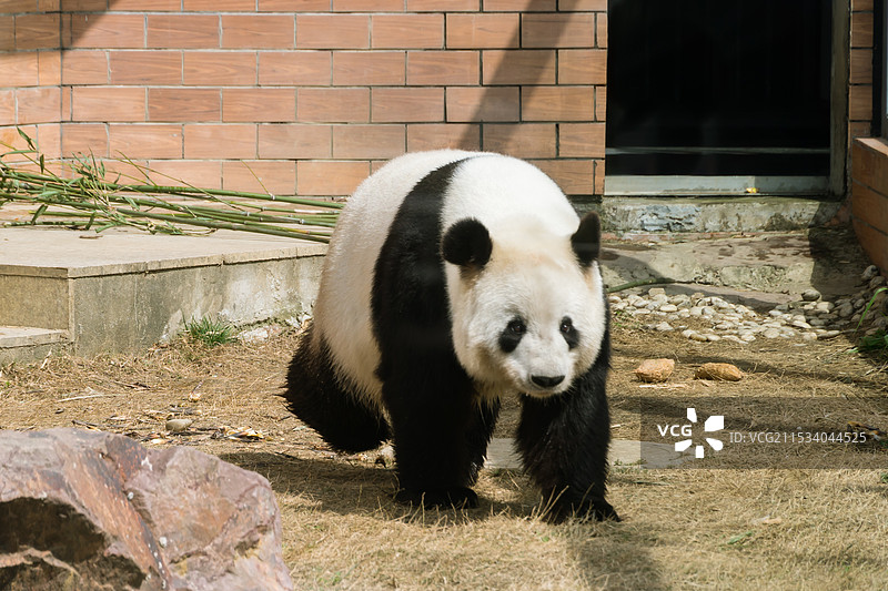 大熊猫图片素材