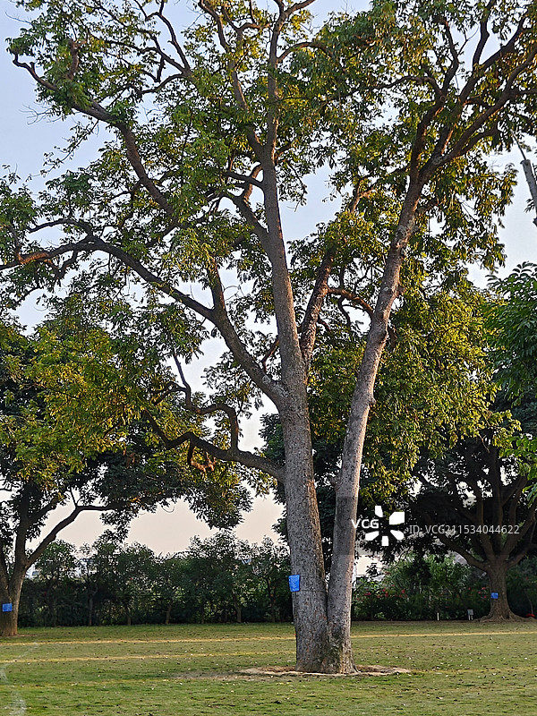 阳光下的橄榄树图片素材