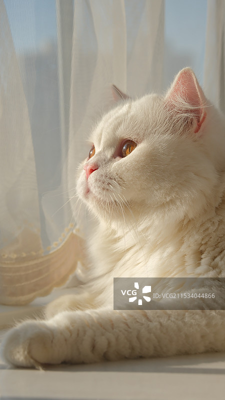 面朝阳光白猫侧脸特写图片素材