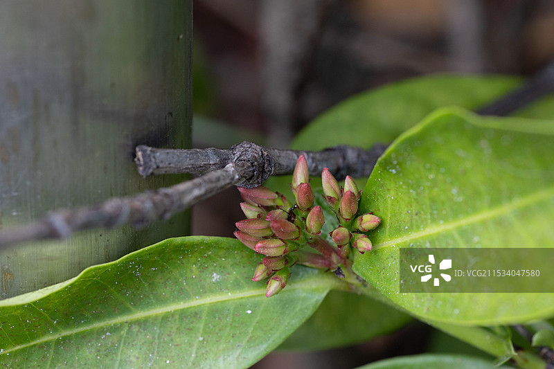 龙船花和花簇图片素材