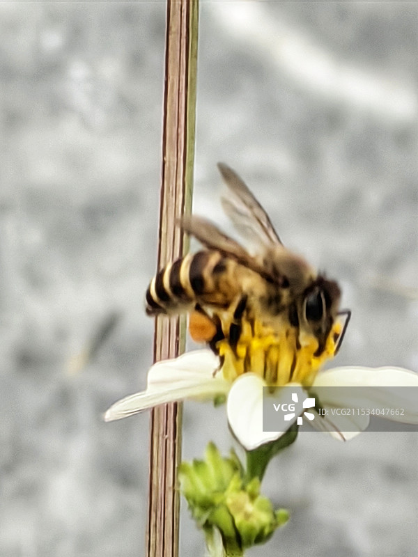 蜜蜂花图片素材