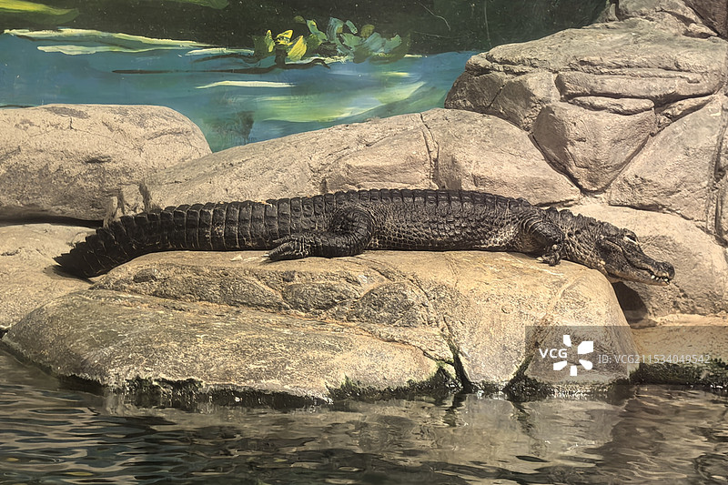 鳄鱼图片素材