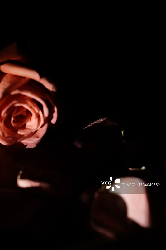 玫瑰你在哪里图片素材