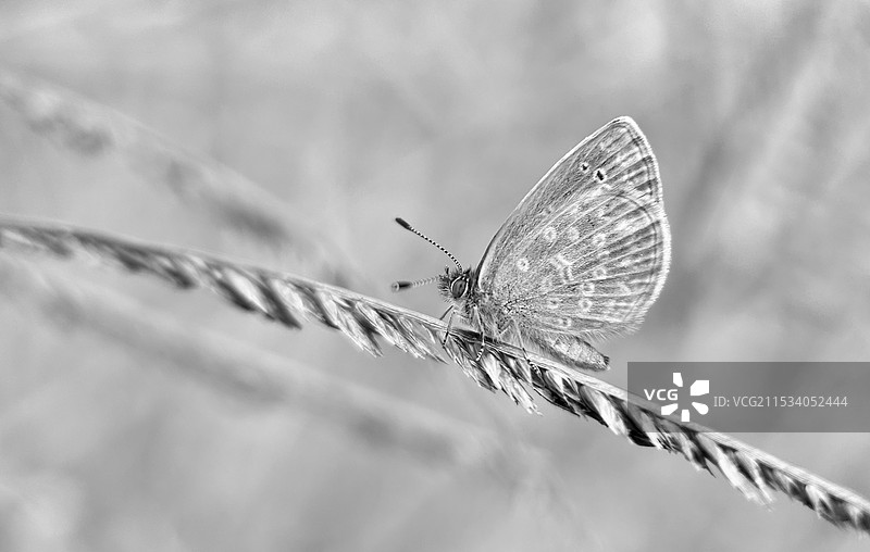 初冬过独木桥的灰蝶图片素材
