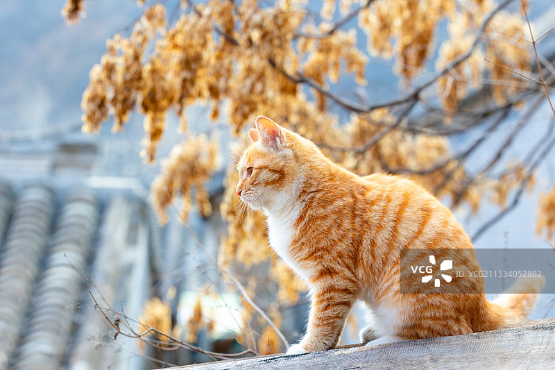宠物 家猫 流浪猫图片素材