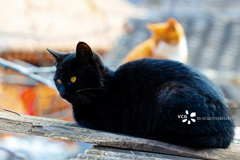 宠物 家猫 流浪猫图片素材