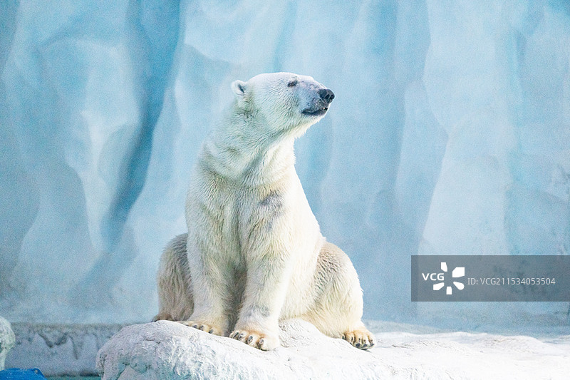 北极熊 白色 冰 寒冷图片素材