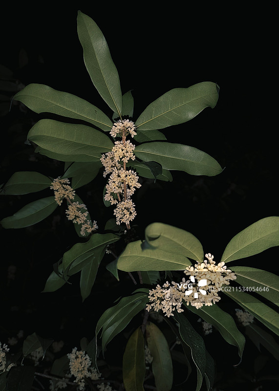 咸宁桂花夜景图片素材
