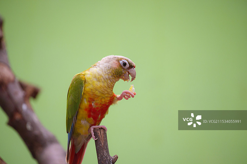 动物园中树枝和笼架上的七色鹦鹉图片素材