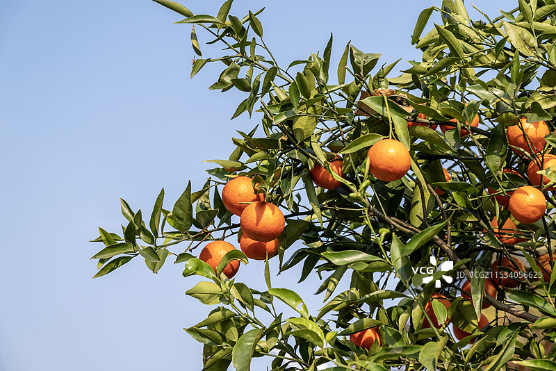 秋天成熟的果实图片素材