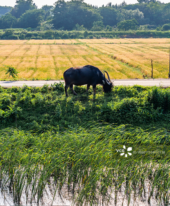 河边的水牛图片素材