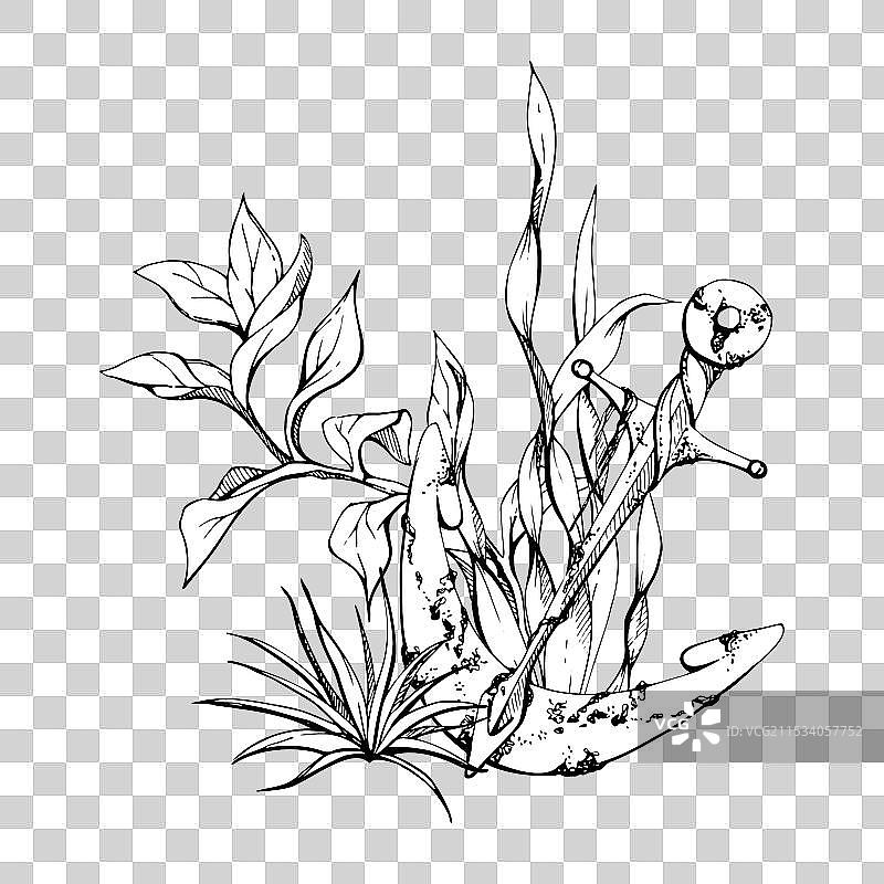 海洋生物 海洋 水下生物 鱼类图片素材