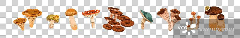秋季蘑菇套装 可食用的秋季真菌图片素材