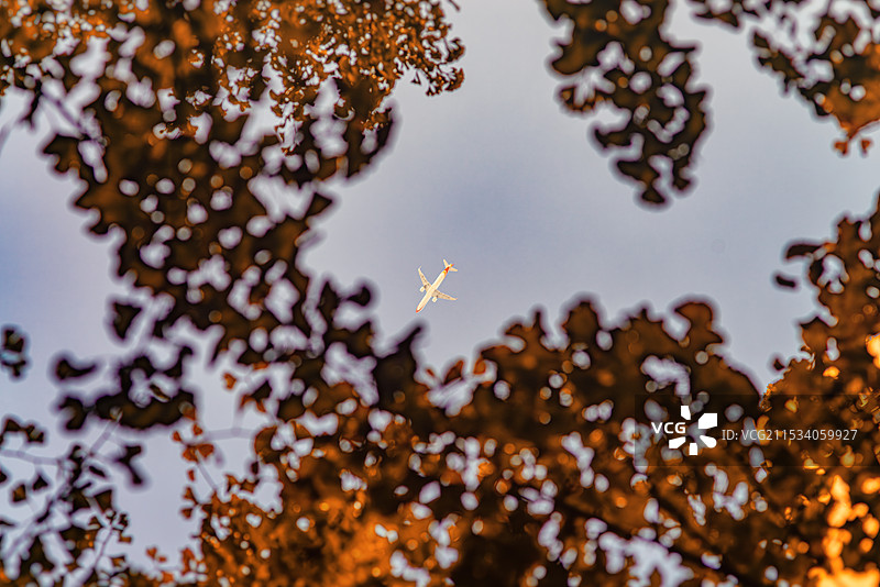 秋叶间穿梭的飞机图片素材
