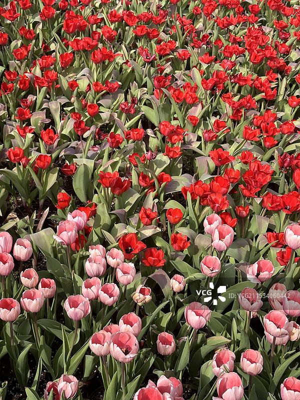 海岱楼图片素材