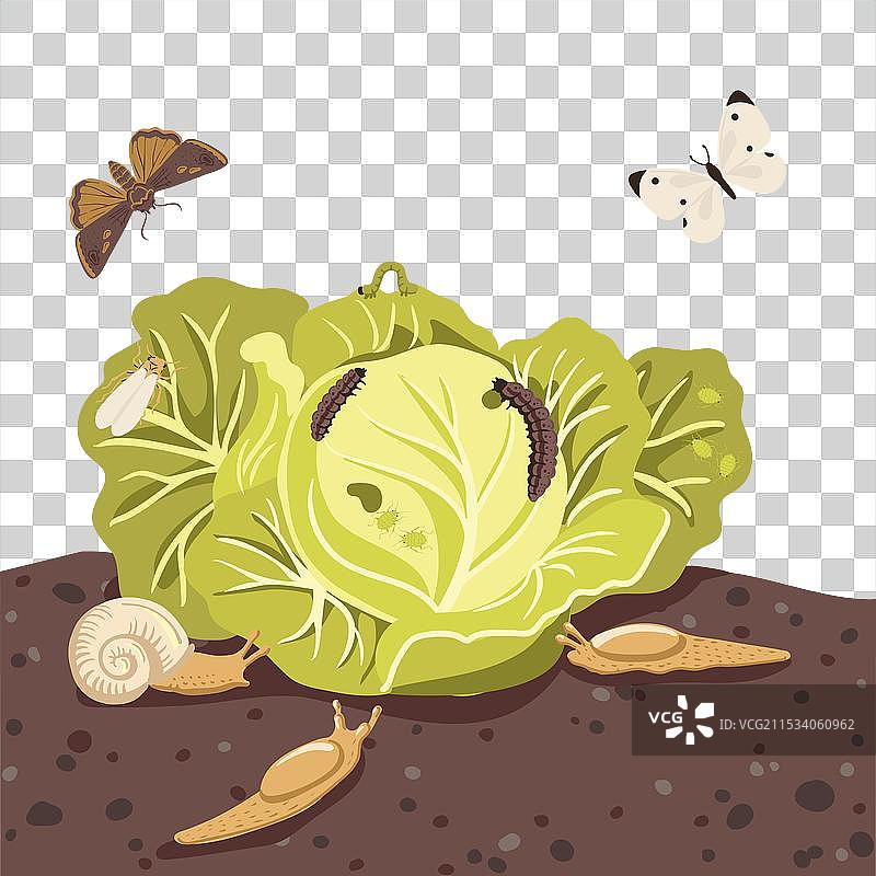 绘制卷心菜和害虫图片素材