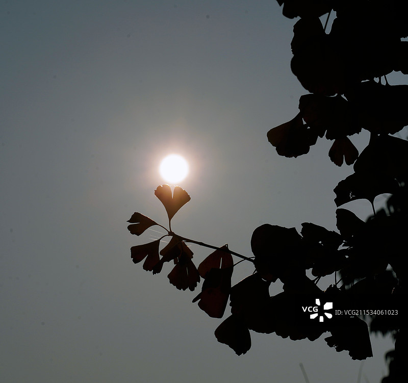 浙江湖州长兴，十里银杏图片素材