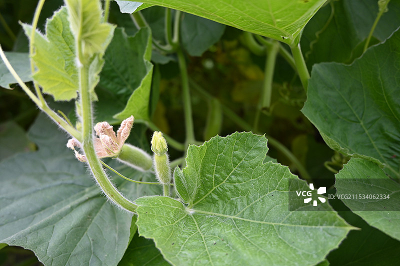 丝瓜藤，丝瓜苗，丝瓜花图片素材