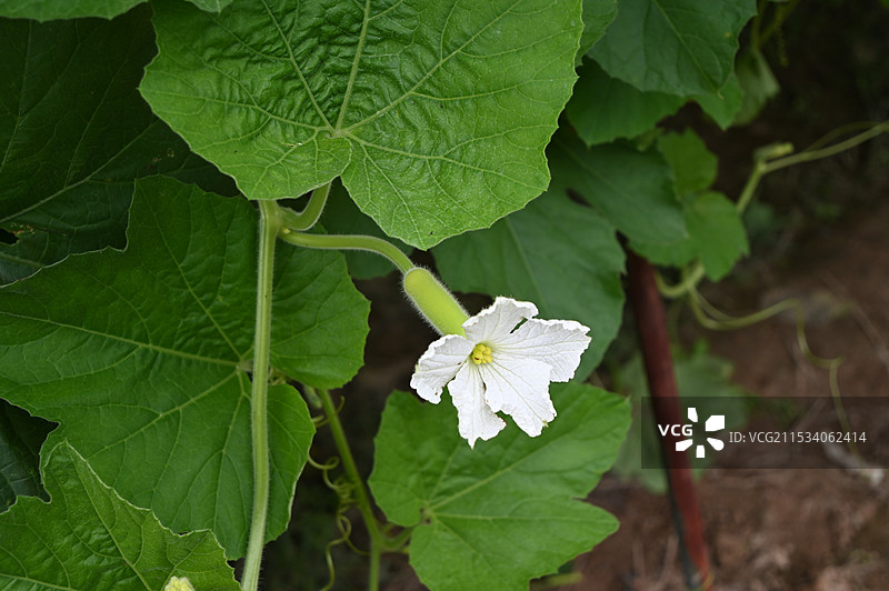 丝瓜藤，丝瓜苗，丝瓜花图片素材