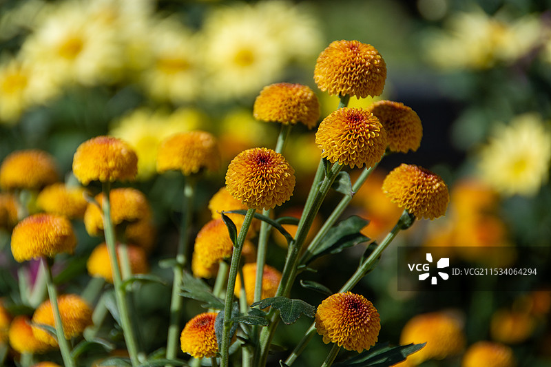 草莓熊，棉花图片素材