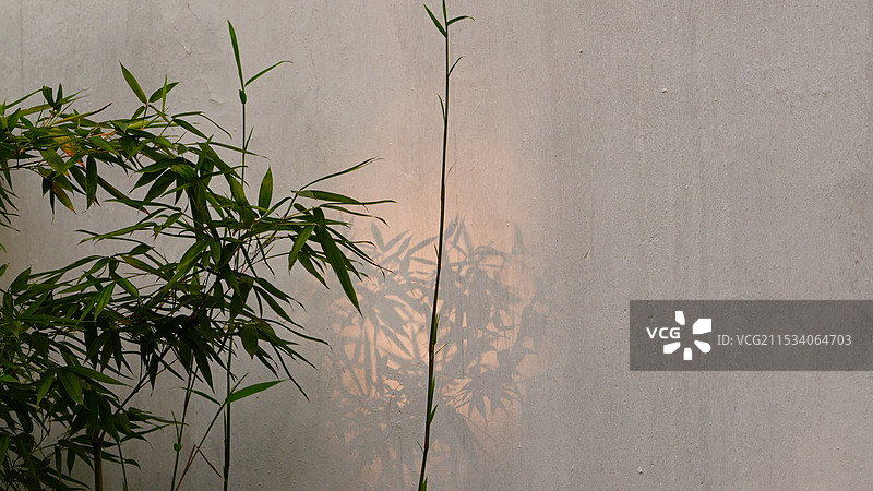竹影图片素材