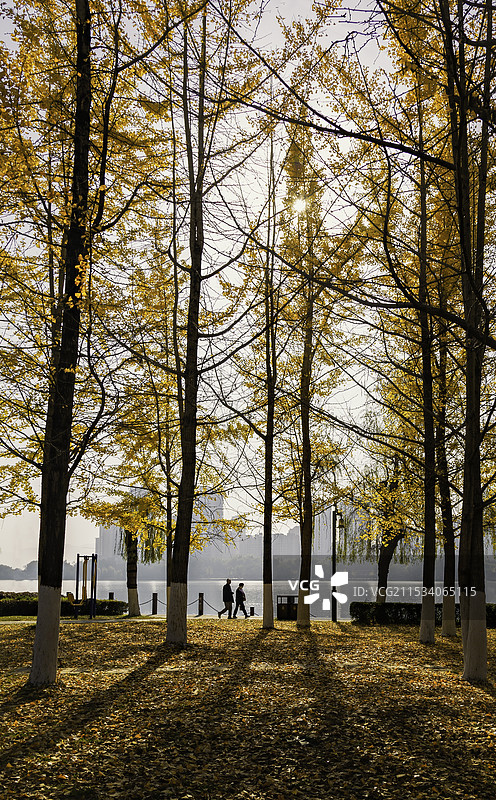 秋天林荫小路上的风光图片素材