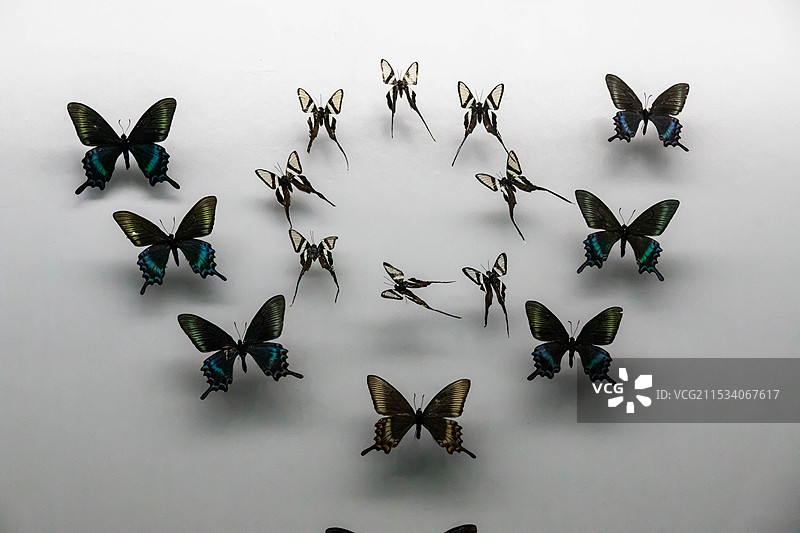 黑龙江博物馆收藏的蝴蝶标本图片素材