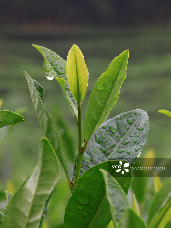杭州龙井村雨滴落在茶叶上图片素材