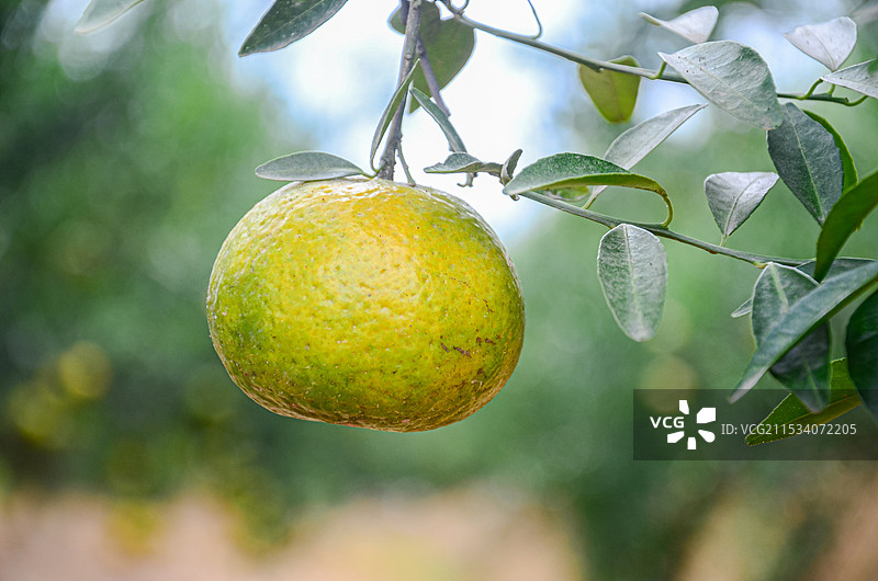 新会东甲村一柑园内成熟的新会柑，江门市新会区，广东省，中国图片素材