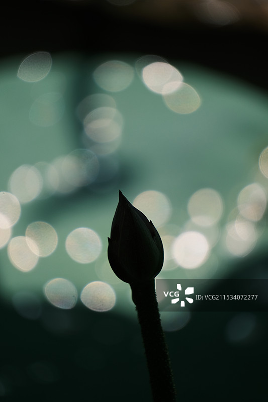 荷花花苞图片素材