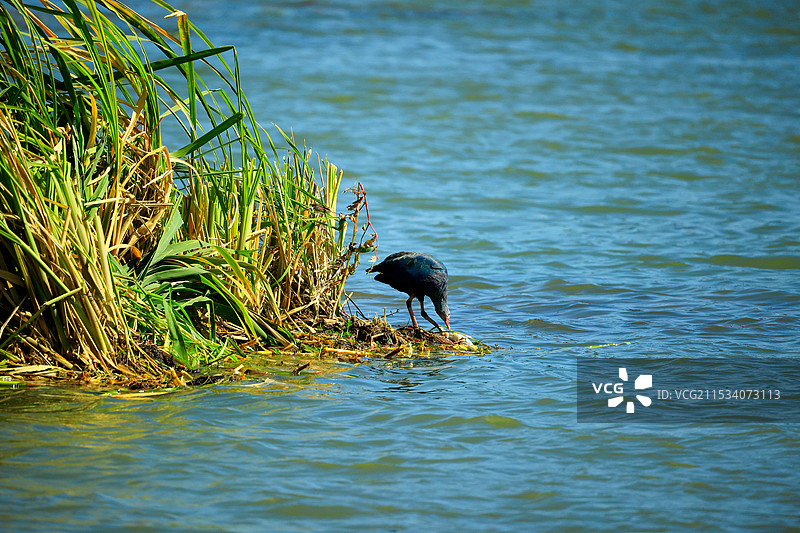 紫水鸡图片素材