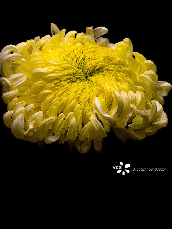 秋菊（63）武汉市第41届秋季菊展图片素材