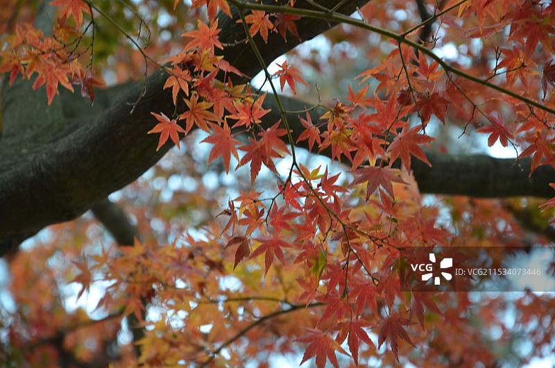 红叶图片素材