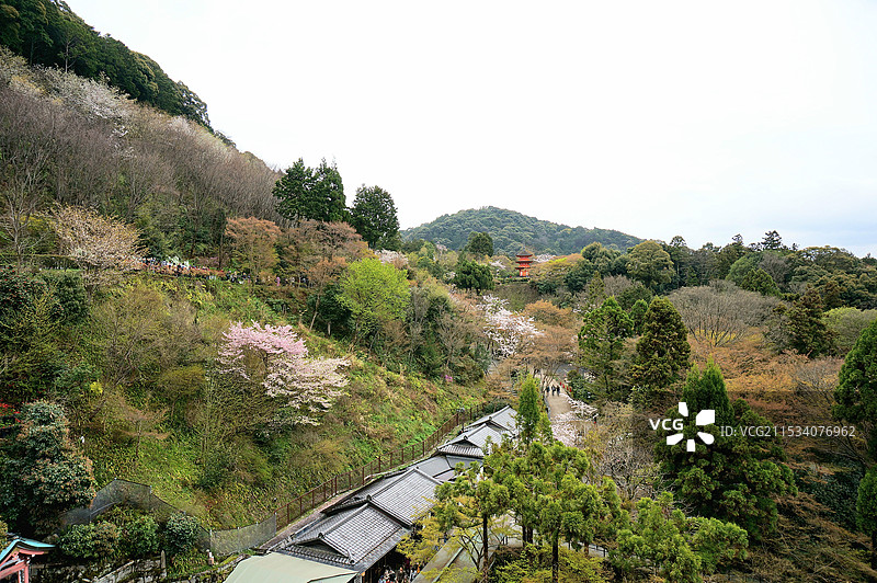 日本京都府京都市，樱花时节的清水寺图片素材